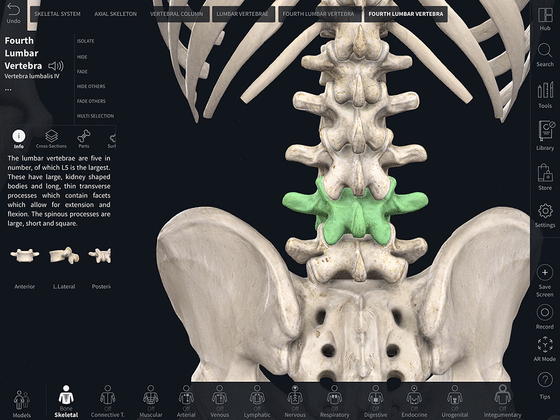 A screen shot showing Detail of the fourth lumbar vertebra in skeletal view on the Complete Anatomy App